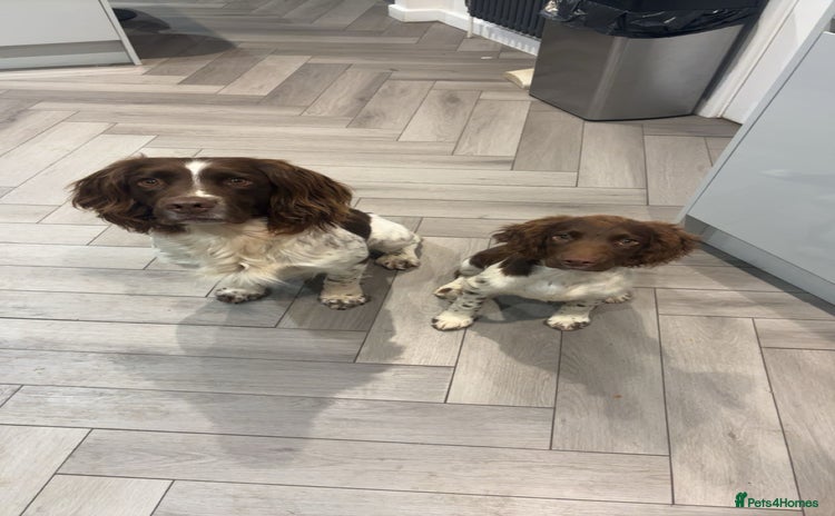 English Springer Spaniel dogs - Advert 1