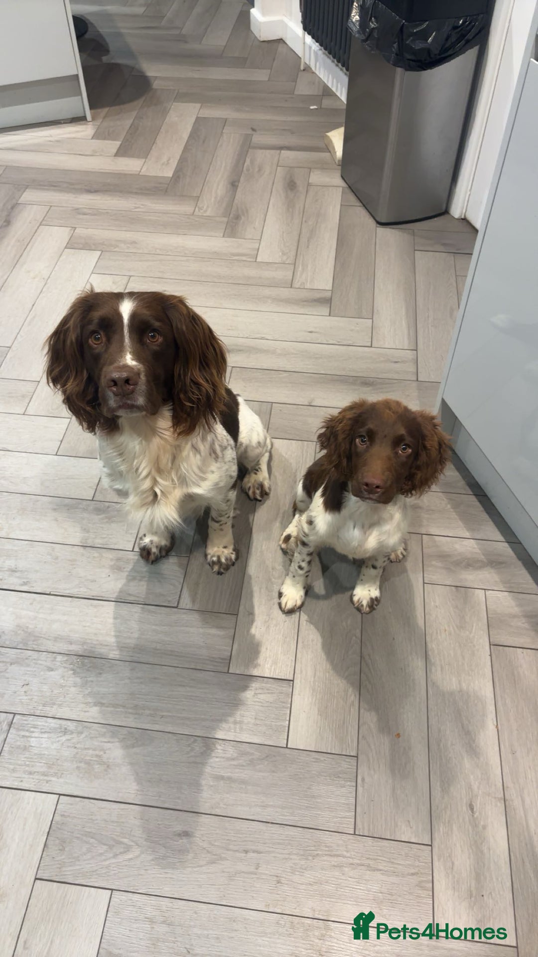 English Springer Spaniel dogs for sale: Kc fully vaccinated springer boy - Image 2