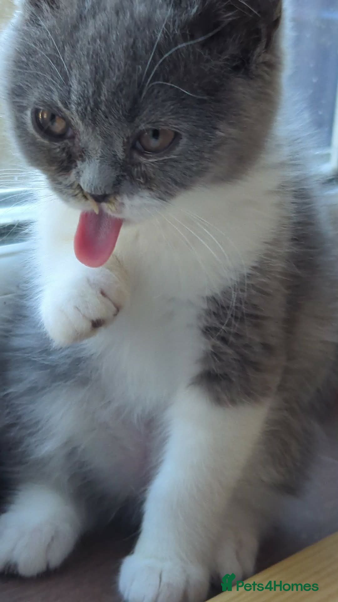 British Shorthair cats Meet Tom – The Bulk, The Legend, The Ex-Furby! 🐾 - Advert 16