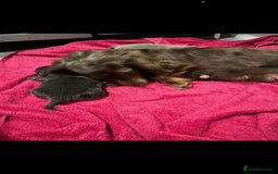 Dachshund dogs for sale: 2 Boy fluffy Dachshund puppys - Image 3