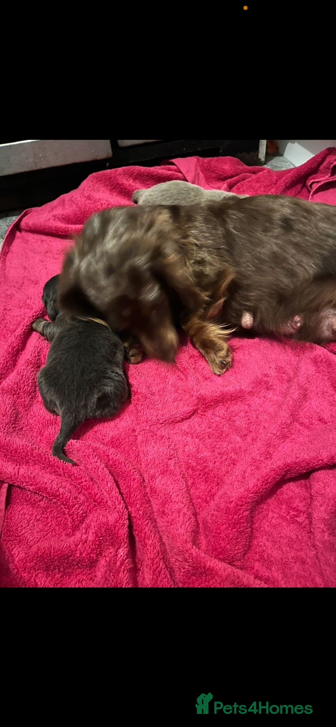 Dachshund dogs for sale: 2 Boy fluffy Dachshund puppys - Image 3