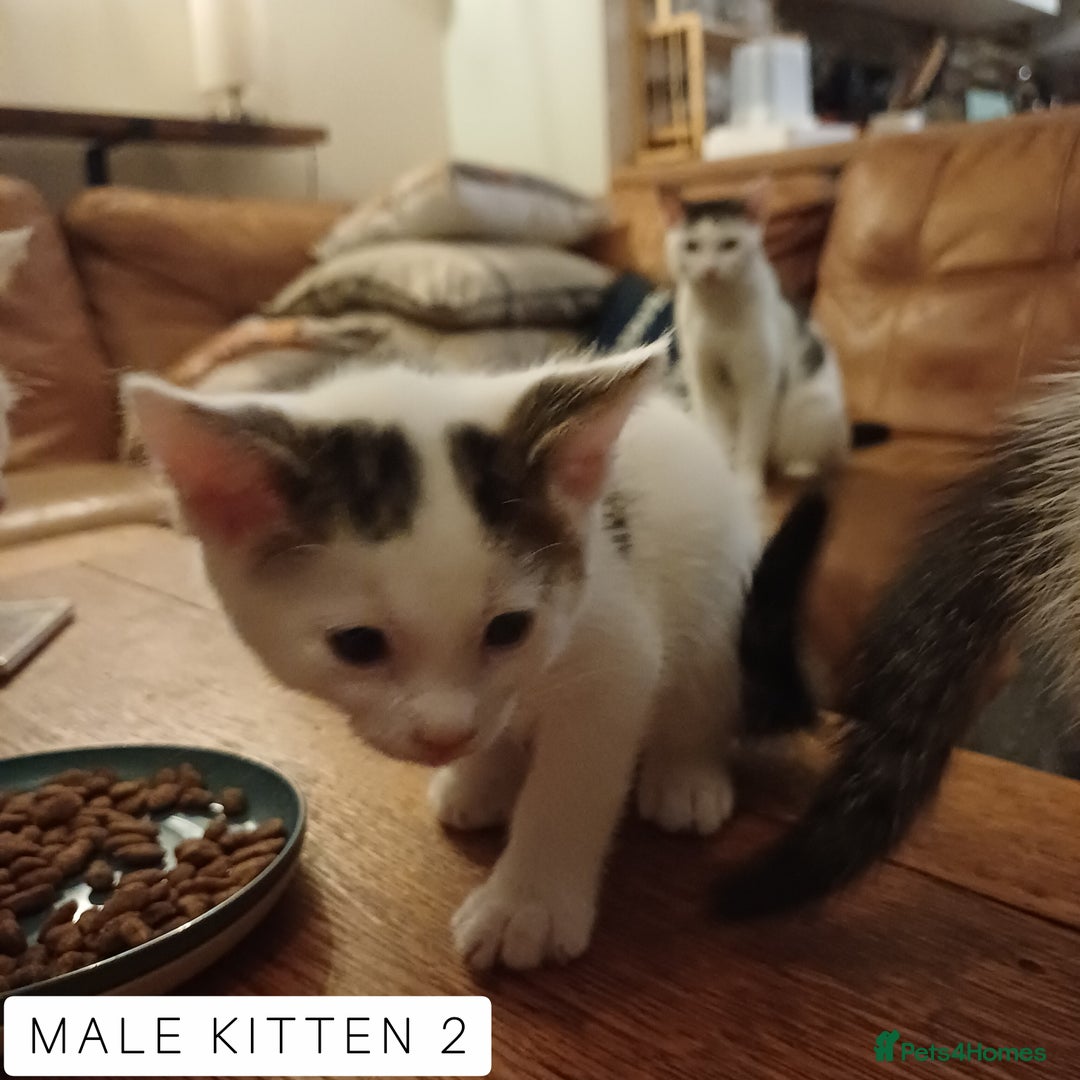 Domestic Shorthair cats for sale: 1 YO Male Free & 2x Male Kittens Available. - Image 11