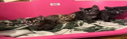 Bengal cats for sale: Beautiful Bengal Kittens 9 Weeks Old – Only 3 Left in London - Advert 7