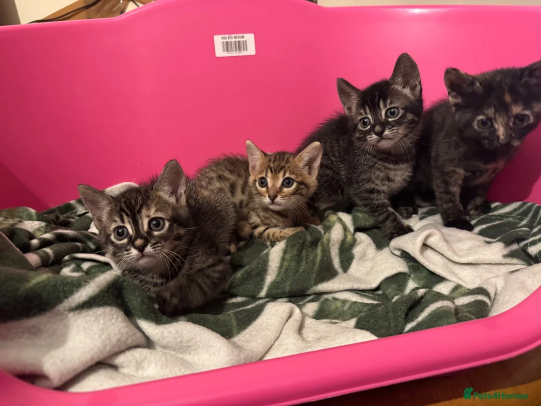 Bengal cats for sale: Beautiful Bengal Kittens 9 Weeks Old – Only 3 Left in London - Advert 7