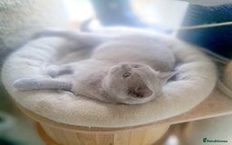 British Shorthair cats for sale: Beautiful Lilac British Shorthair Female - Image 2