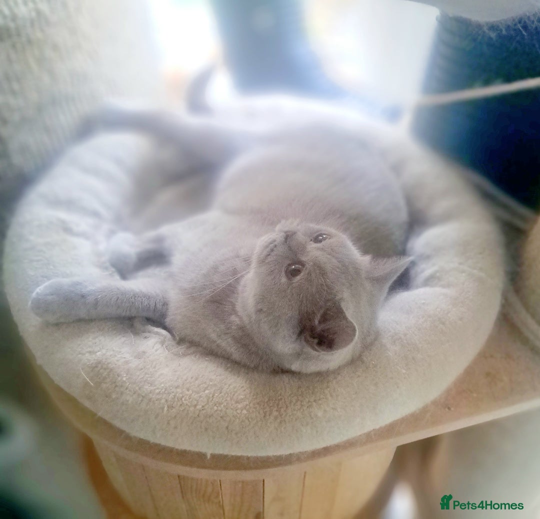 British Shorthair cats for sale: Beautiful Lilac British Shorthair Female - Image 2