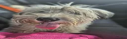 Mixed Breed dogs for adoption: TEDDY-14 months, super friendly, loves kids&dogs - Advert 5