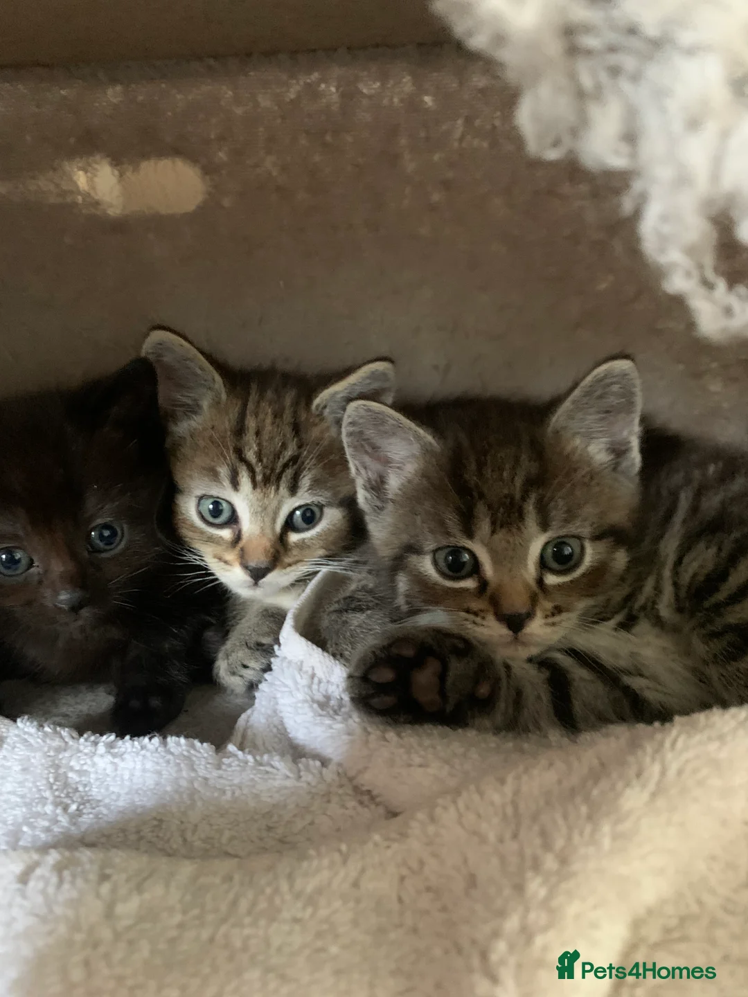 Ragdoll cats for sale: Ragdoll/snow bengal kittens in Northwich - Advert 1