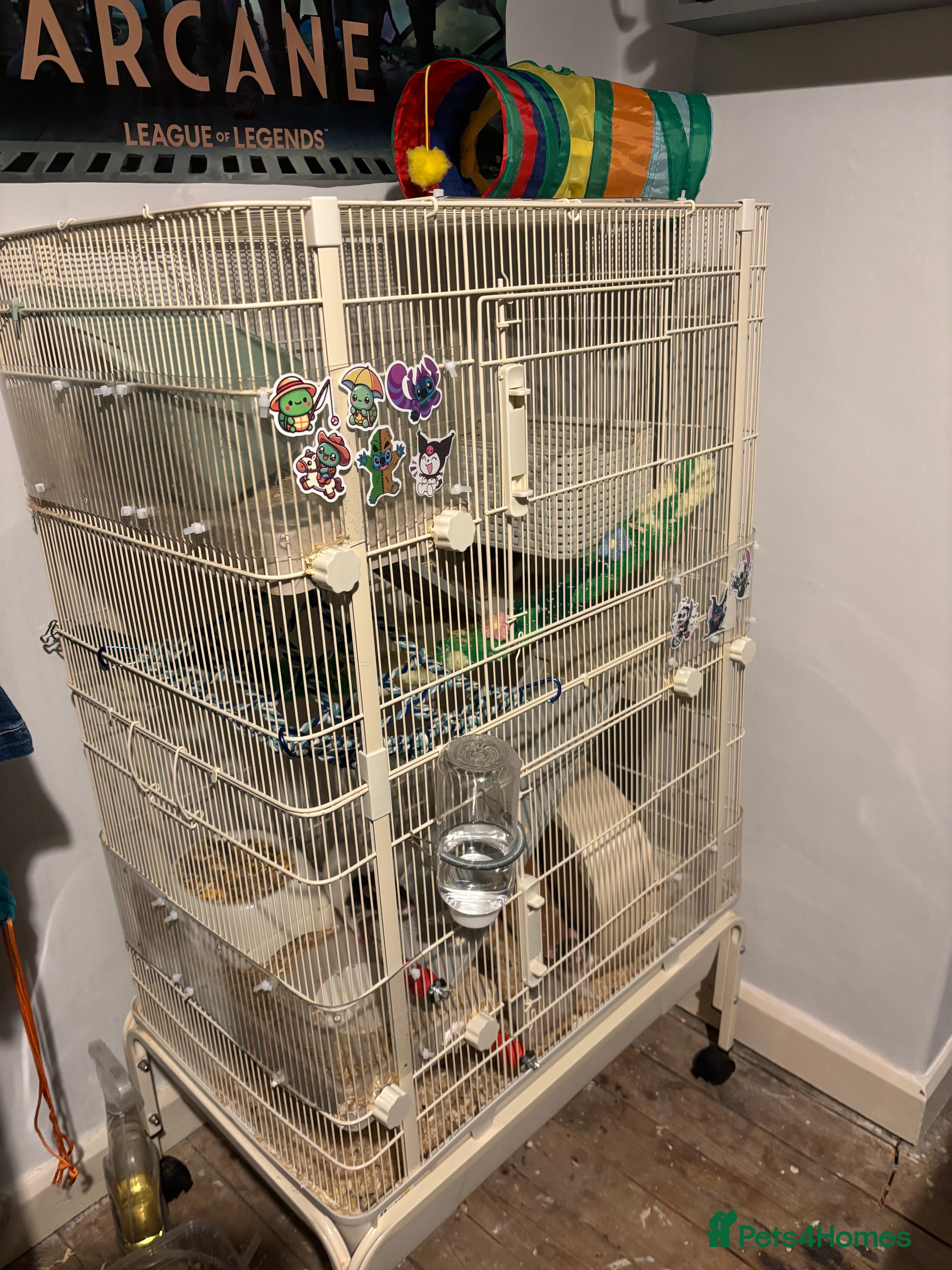 Rat rodents 4 beautiful girl rats - Advert 1