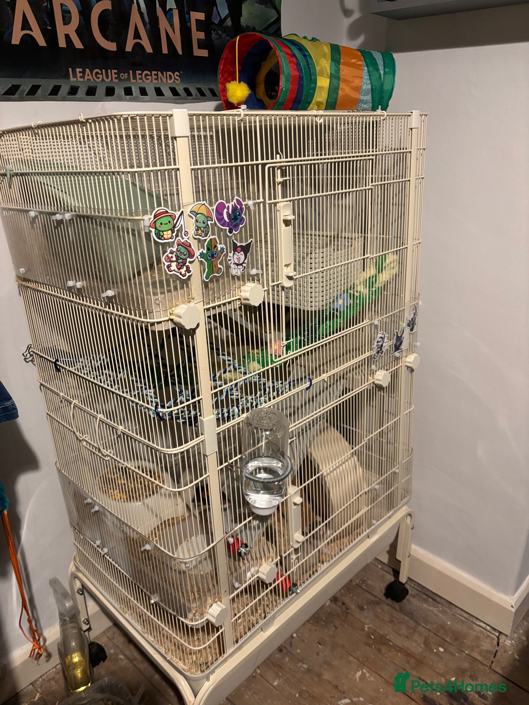 Rat rodents for sale: 4 beautiful girl rats - Advert 1