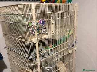 Rat rodents 4 beautiful girl rats - Advert 1