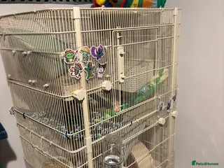 Rat rodents 3 beautiful girl rats - Advert 2