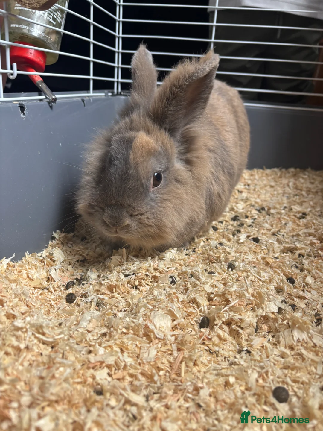 Lionhead rabbits for sale: male entire lion head for urgent rehoming  in Epsom - Advert 1