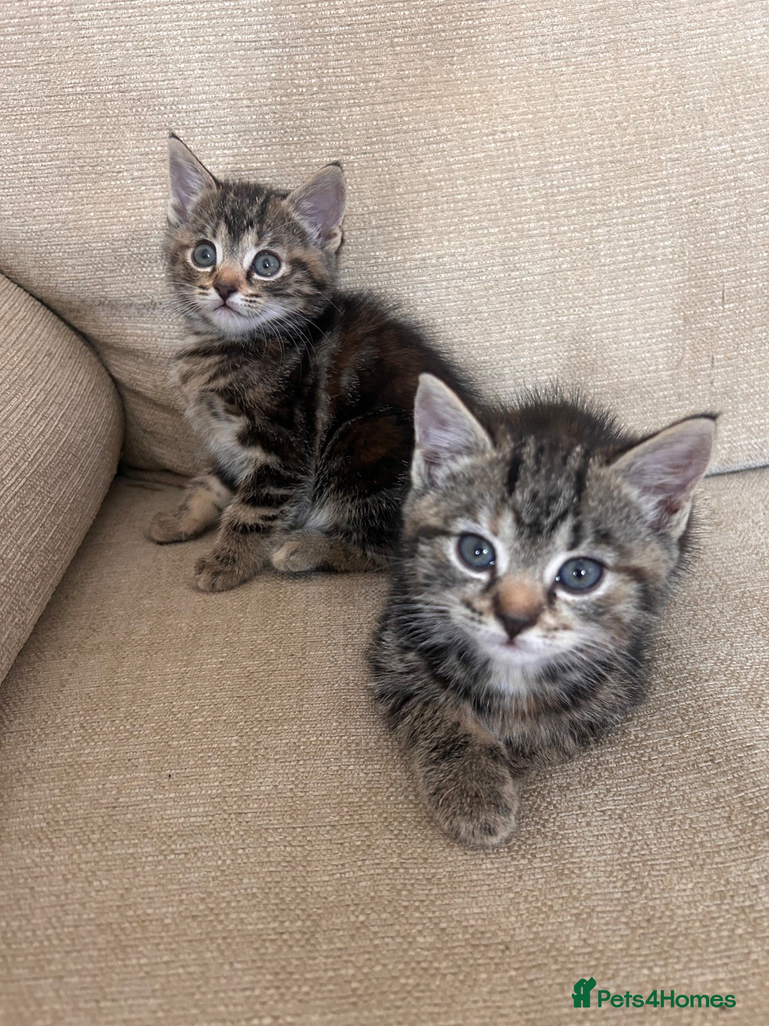 Mixed Breed cats X3 female kittens  - Advert 2