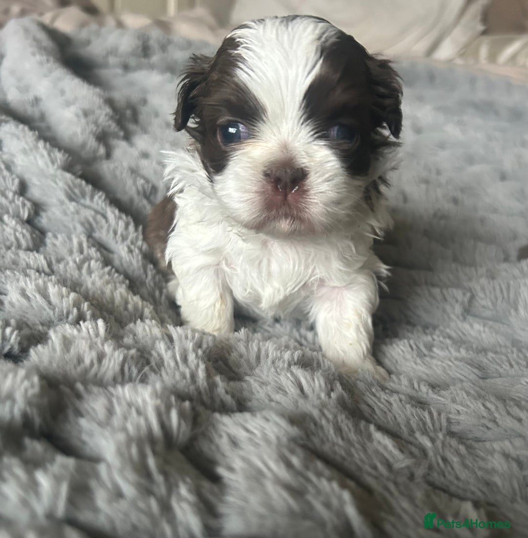 Shih Tzu dogs for sale:  ✨🐶 Exceptional Shih Tzu Puppies Available 🐶✨ - Advert 2