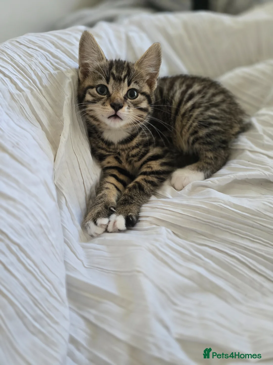 Mixed Breed cats for sale: 4 beautiful kittens READY NOW! - Advert 1