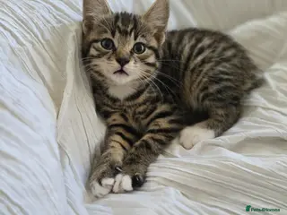 Mixed Breed cats 4 beautiful kittens READY NOW! - Advert 1