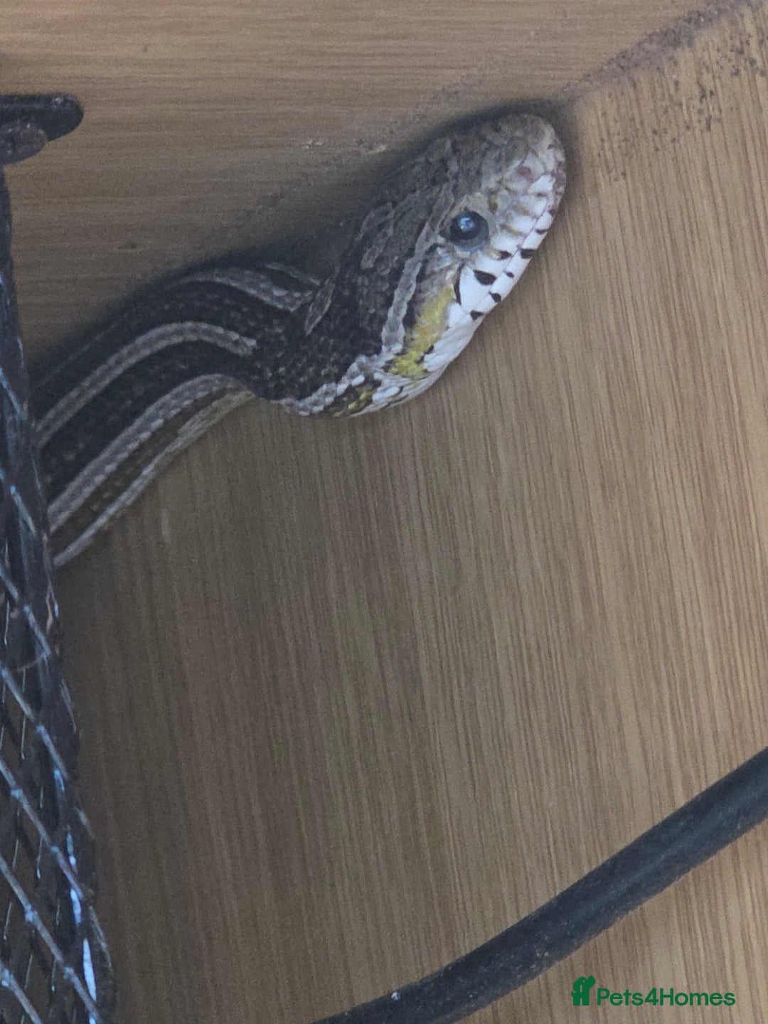 Corn Snake reptiles for sale: Tessera Corn Snake Looking for home  - Advert 12