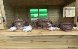 English Springer Spaniel dogs for sale: English Springer Spaniels - Image 18