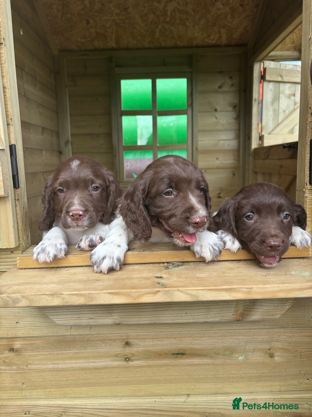 English Springer Spaniel dogs for sale: English Springer Spaniels - Image 18