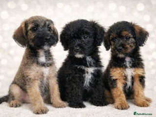 Border Terrier dogs Stunning Border Teddy Boys - Advert 1