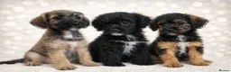 Border Terrier dogs for sale: Stunning Border Teddy Boys - Advert 1
