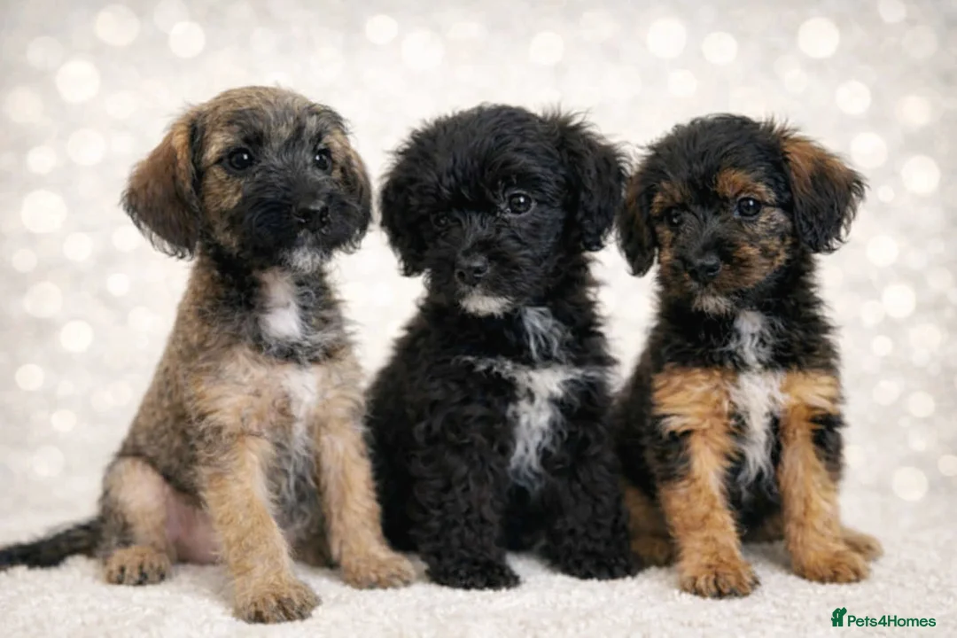 Border Terrier dogs for sale: Stunning Border Teddy Boys - Advert 1