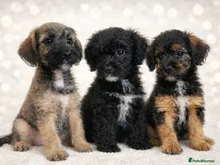 Border Terrier dogs Stunning Border Teddy Boys - Advert 9