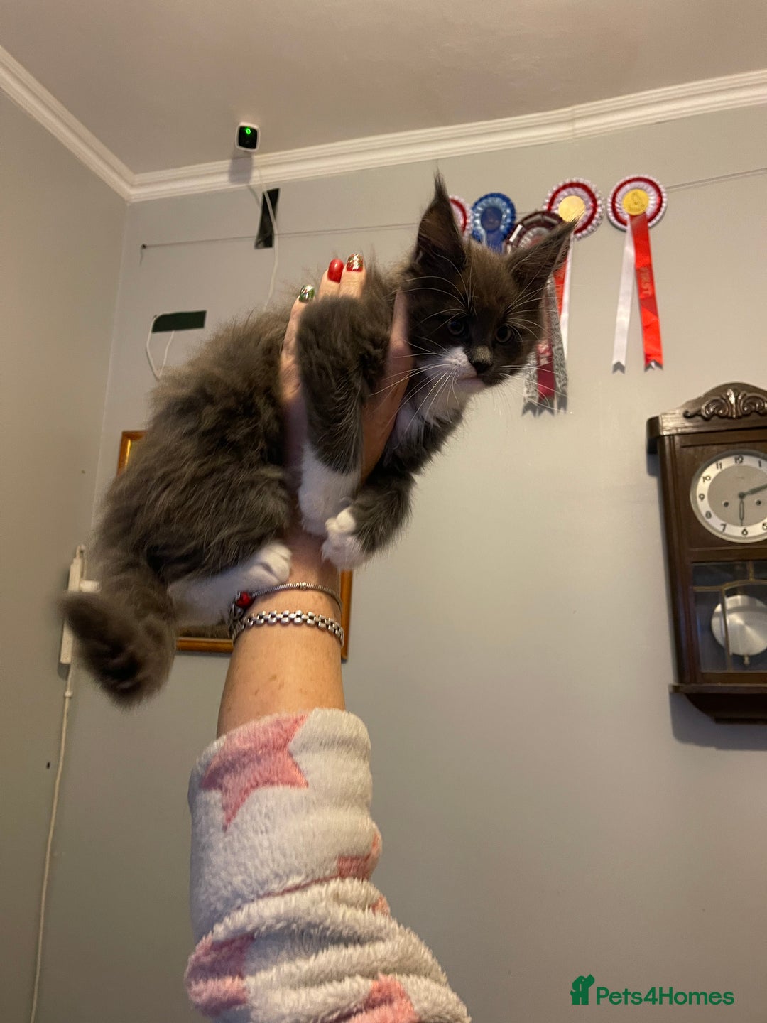 Maine Coon cats for sale: Maine Coon Kittens - Advert 4