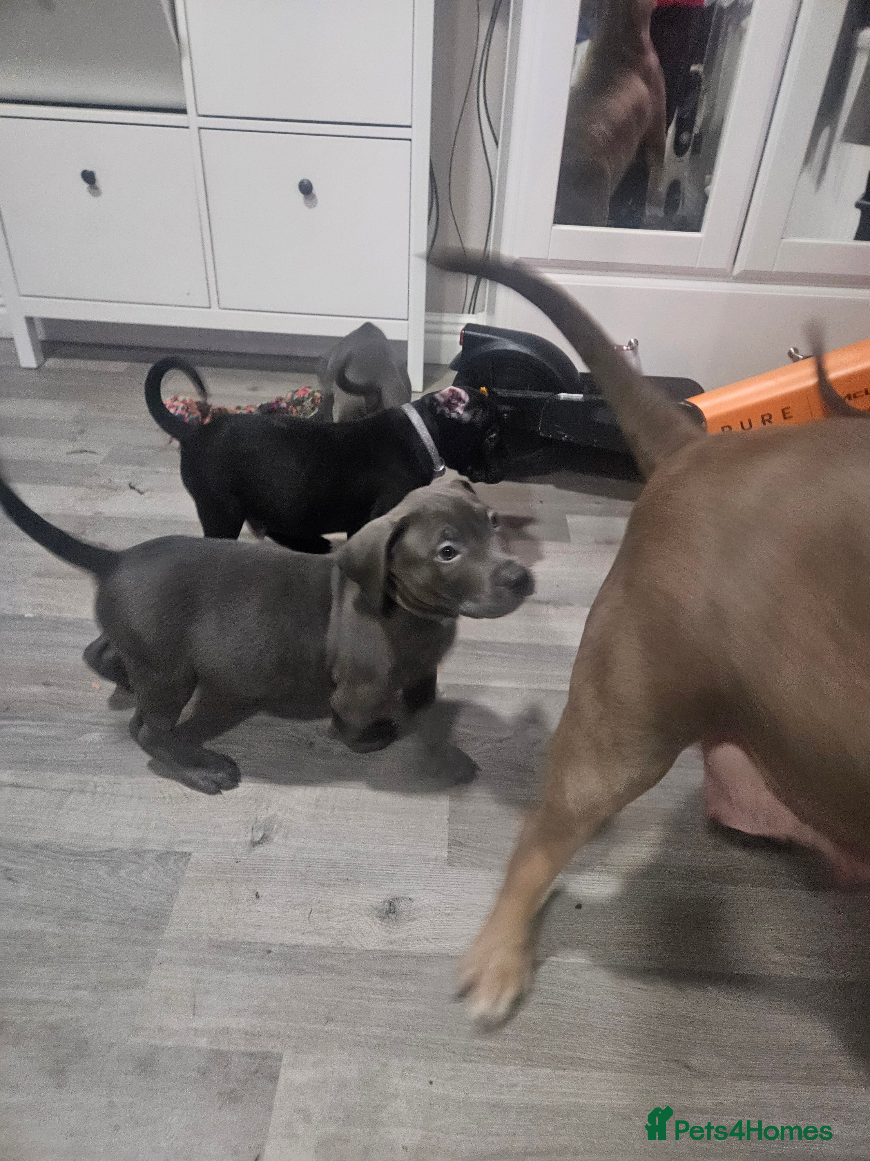 Mixed Breed dogs Prety puppy - Advert 2