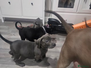 Mixed Breed dogs Prety puppy - Advert 2