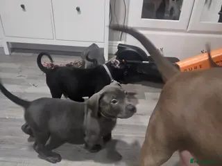 Mixed Breed dogs Prety puppy - Advert 6