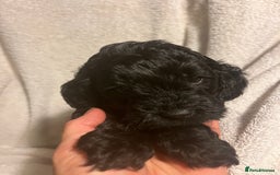 Cockapoo dogs for sale: Adorable Cockapoo puppies  - Image 4