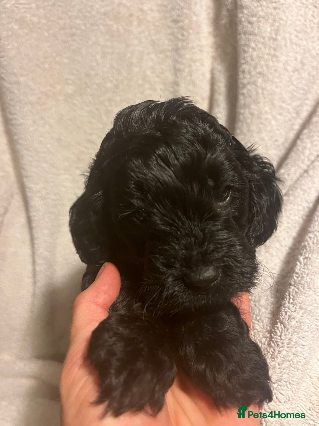 Cockapoo dogs for sale: Adorable Cockapoo puppies  - Image 4