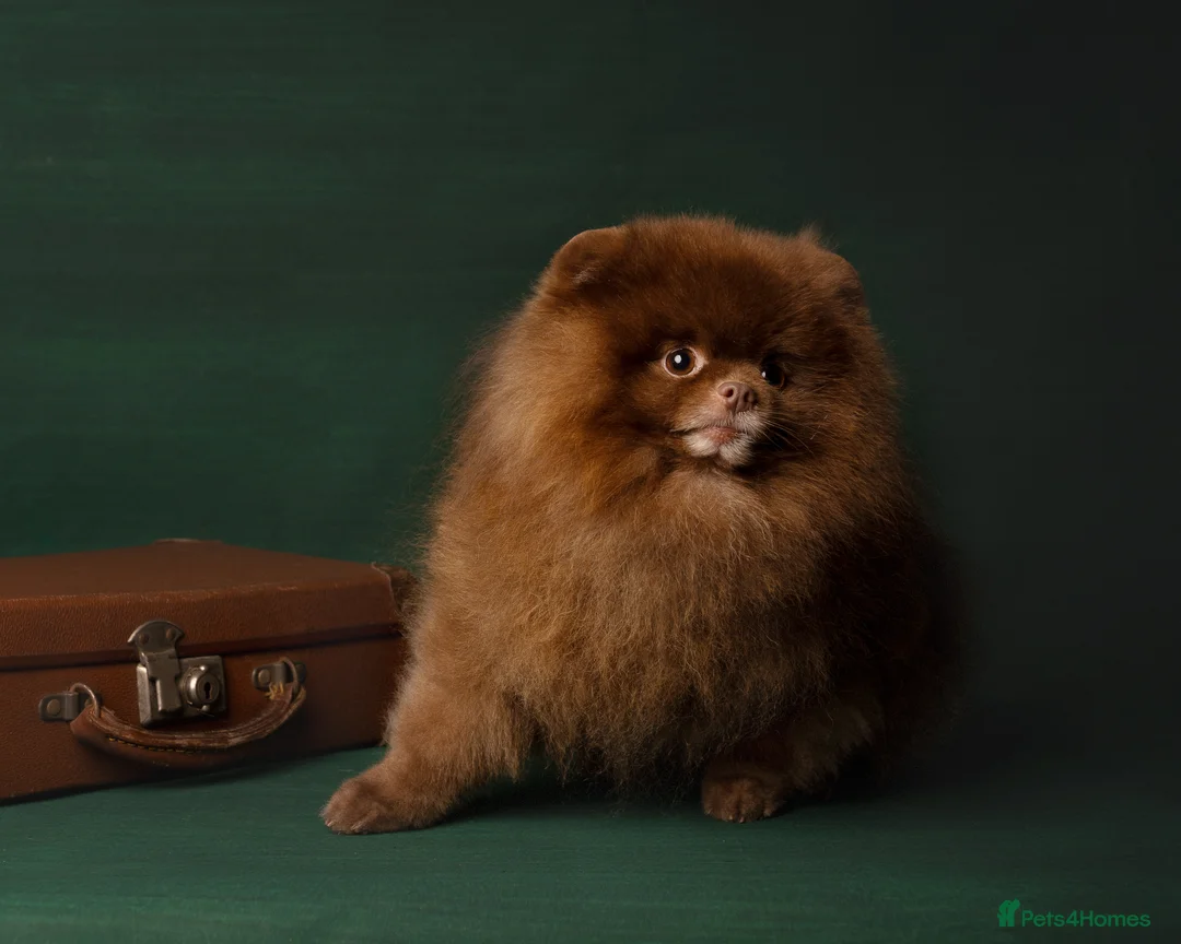 Pomeranian dogs for stud: 1.8kg Tiny Choco Carry Tan Blue Lilac DNA tested in Rotherham - Advert 6