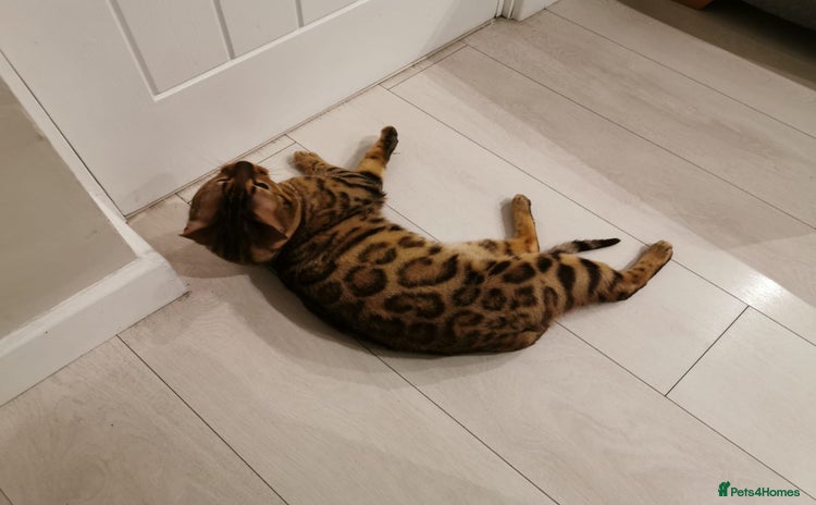 Bengal cats - Advert 8