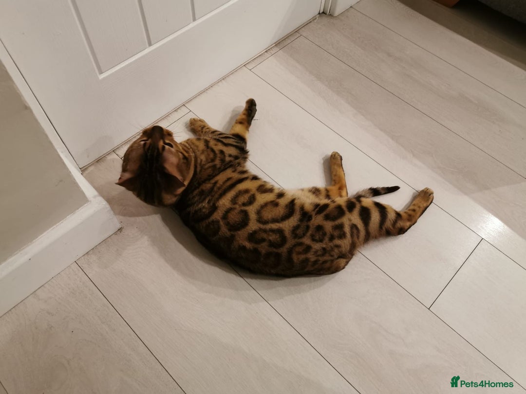 Bengal cats for sale: SHOW QUALITY BENGAL BOY Tica/Active - Image 1