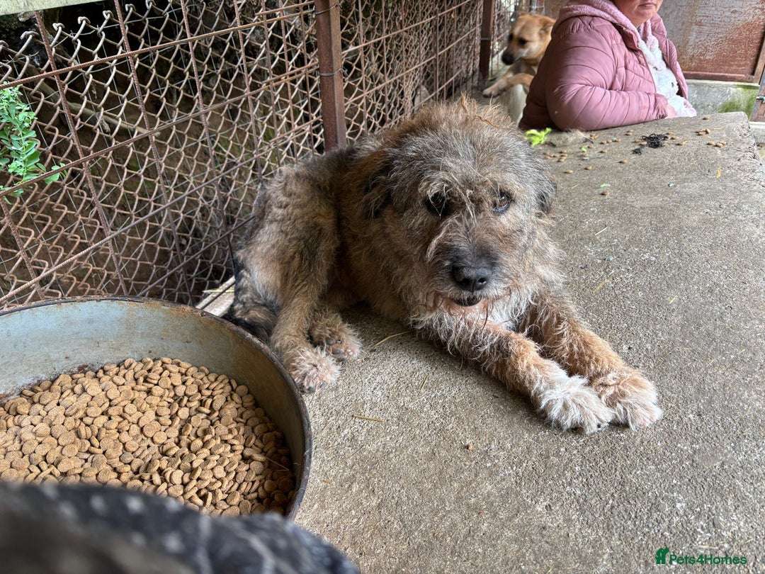 Mixed Breed dogs for adoption: 10 year old Fionn needs a retirement home  - Advert 8