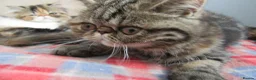 Exotic cats for sale:  Beautiful Exotic female kittens - Advert 14