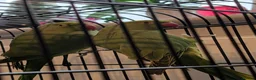 Ringnecks birds for sale: Bonded ringneck pair - Advert 3