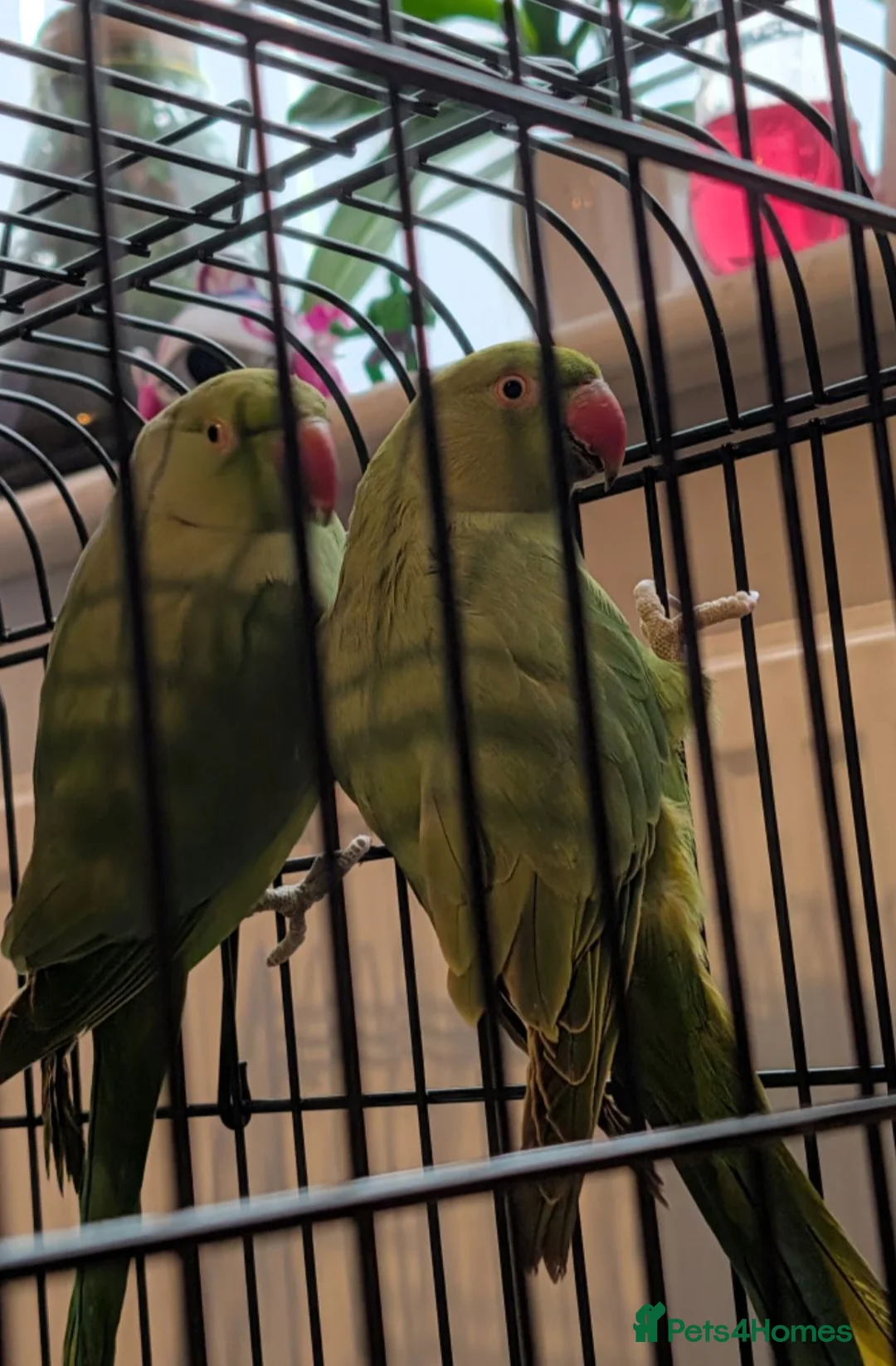 Ringnecks birds for sale: Bonded ringneck pair - Advert 3