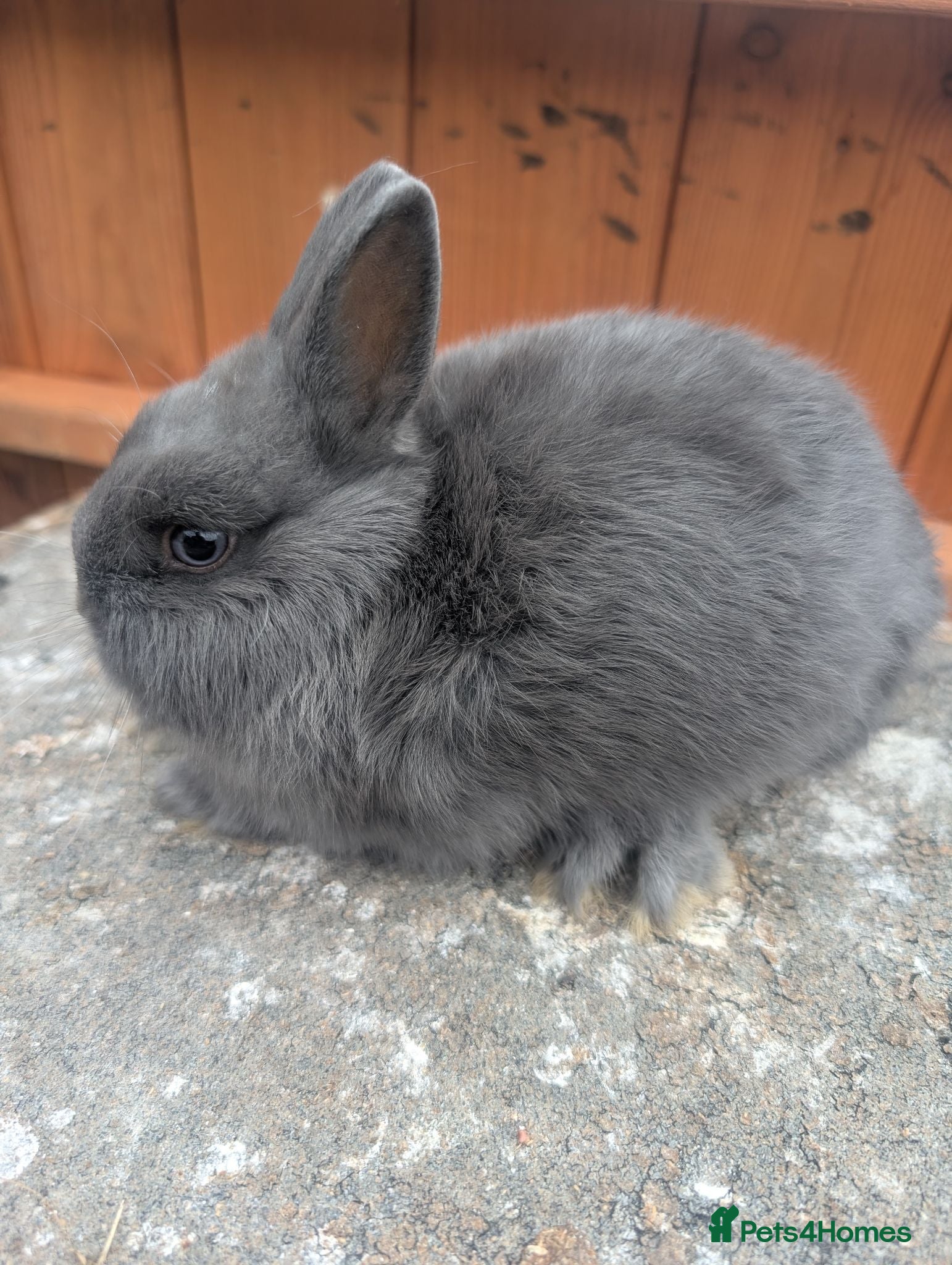 Netherland Dwarf rabbits Netherland dwarf baby boys  - Advert 2
