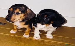 Dachshund dogs for sale: Dachshund Puppies - Image 8