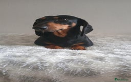Miniature Dachshund dogs for sale:  miniature dachshund looking for a new home - Image 2