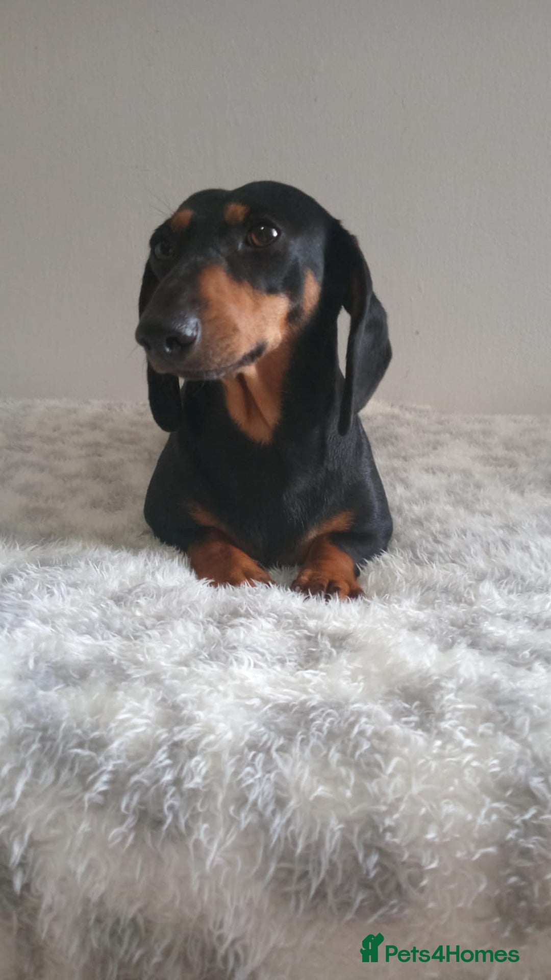 Miniature Dachshund dogs for sale:  miniature dachshund looking for a new home - Image 2