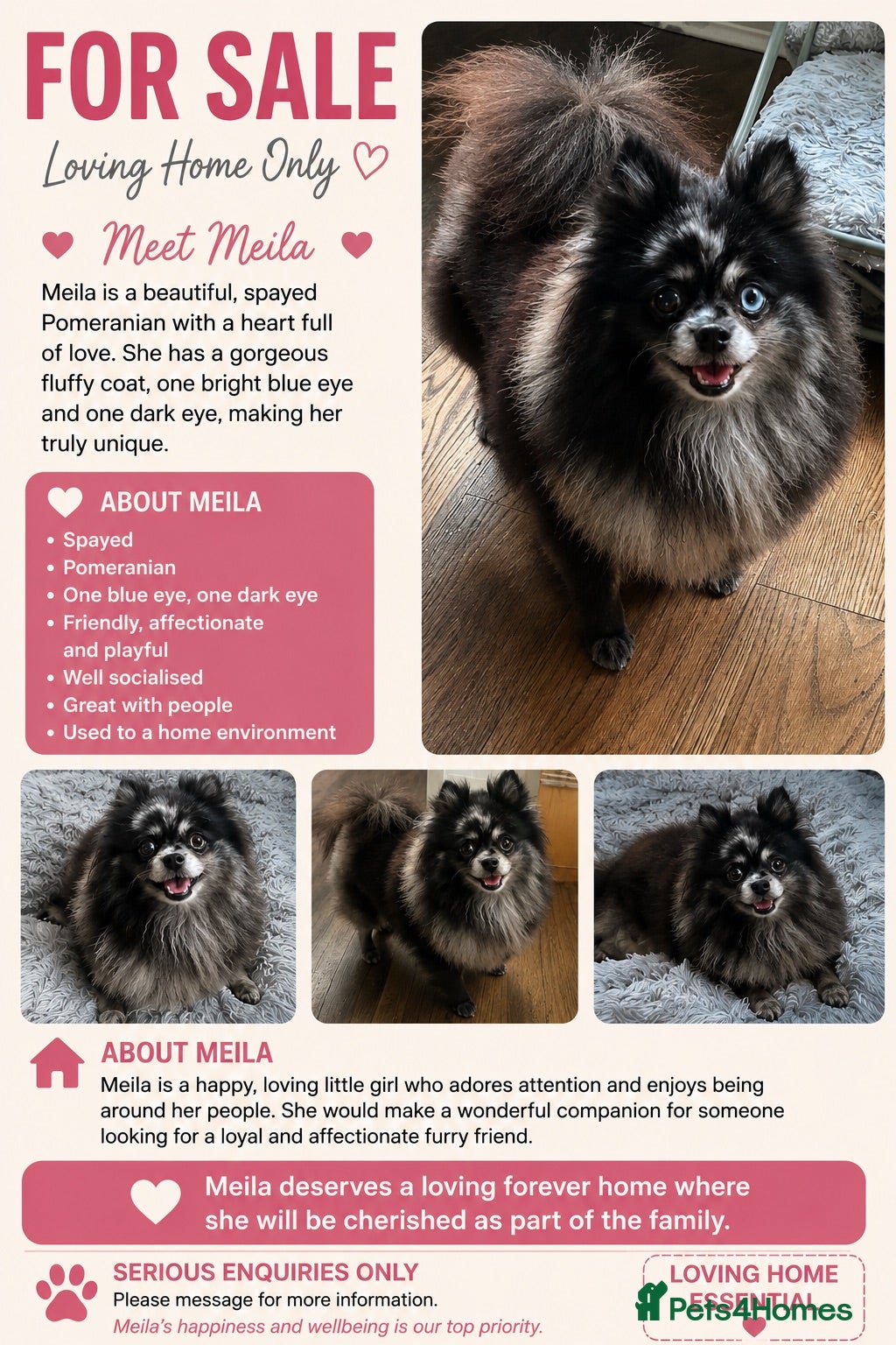 Pomeranian dogs merle pomeranian girl - Advert 3