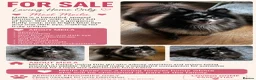 Pomeranian dogs for sale: merle pomeranian girl - Advert 1