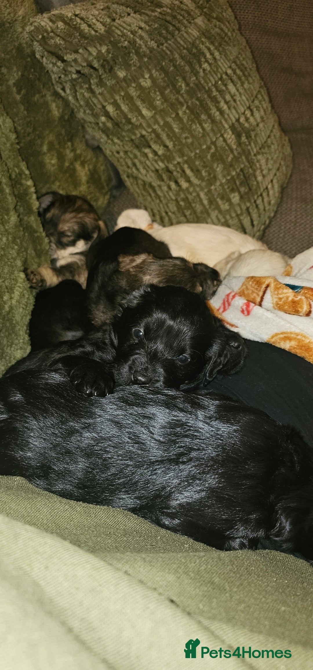 Schnoodle dogs for sale: Perfect schnoodles - Advert 26