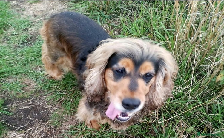 Cocker Spaniel dogs - Advert 1