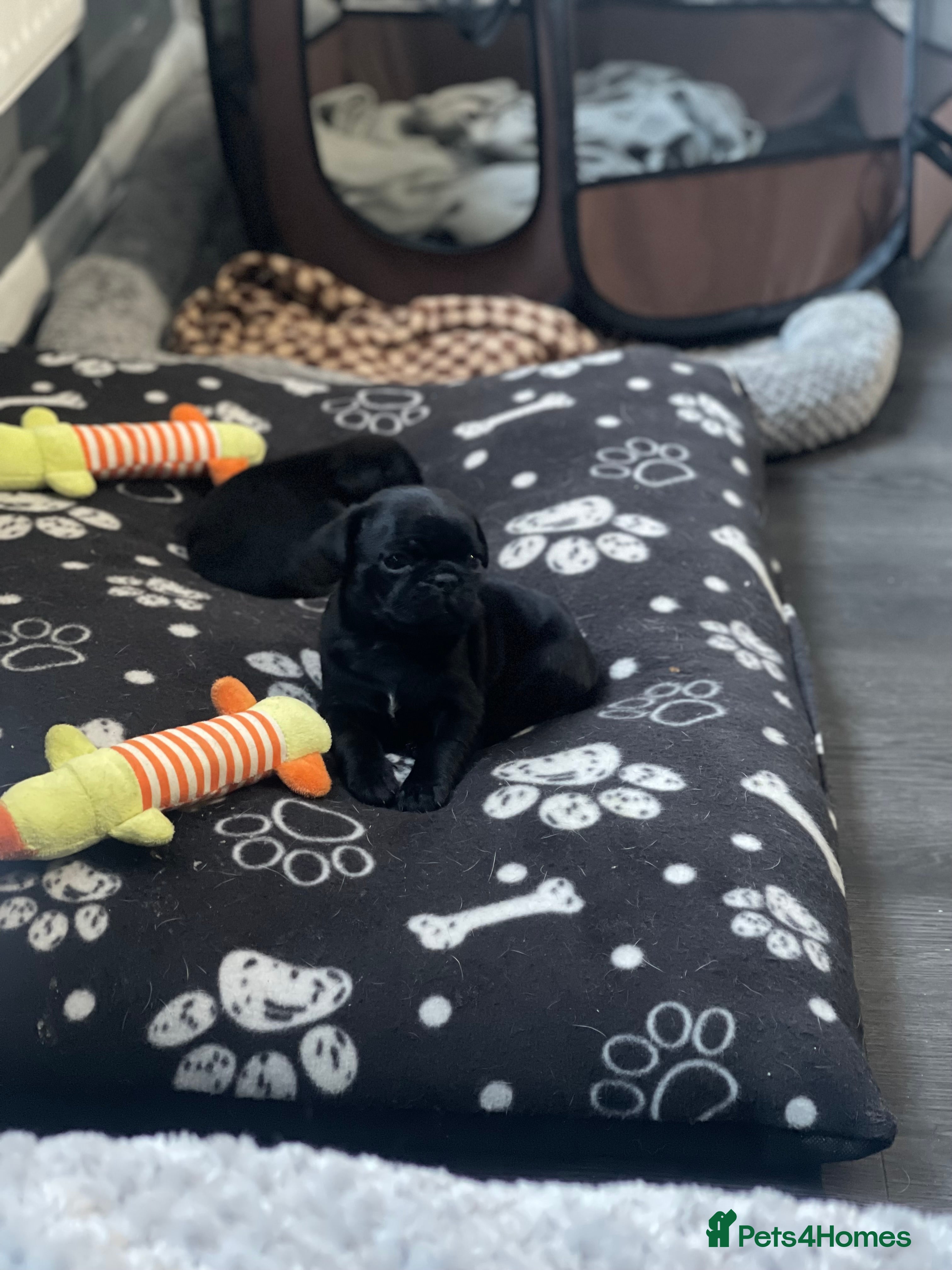 Frug dogs 5 pug puppies  - Advert 1